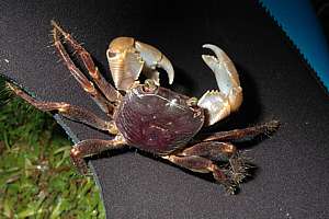 the purple land crab Geograpsus grayi