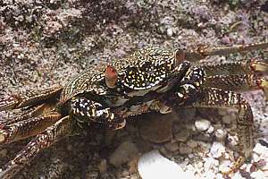the common soft-shelled shore crab