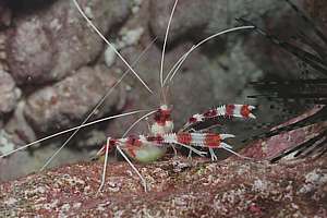 banded coral shrimp Stenopus hispidus