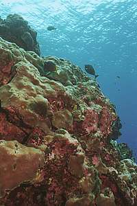 coral and coralline algae