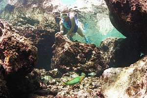 snorkeller and fish in Limu pools