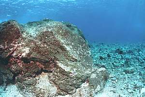 Alofi underwater barrens