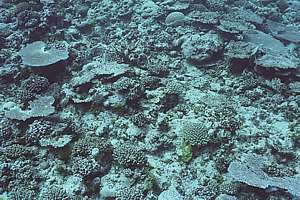 The corals near Matavai show some damage