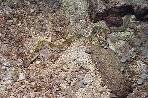 Harmonica sea cucumber Opheodesoma australiensis