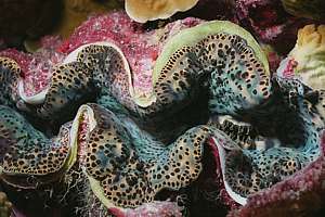 giant clam Tridacna gigas