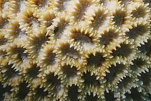 closeup of star coral