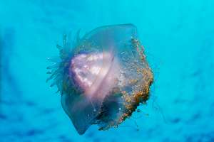 strange jellyfish may be a mixotroph