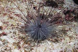 long spined needle urchin