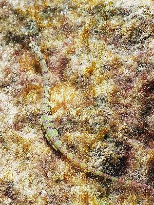 male network pipefish