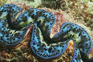 blue lips of giant clam