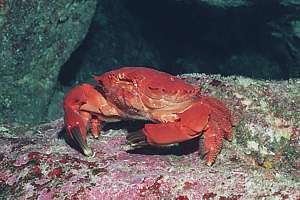 large red sea crab