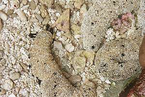 sea cucumbers covered in sand
