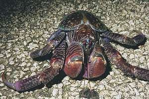 coconut crab on the road