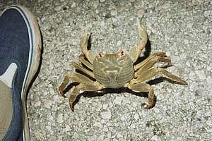 the beige land crab Geograpsus crinipes