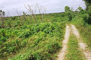 fallow land after cultivation