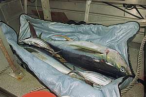 morning tuna catch