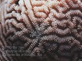 during the day the polyps hide