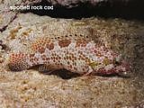 spotted rock cod. Epinephelus merra