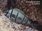 convict surgeonfish. Acanthurus triostegus