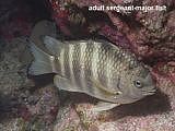adult sergeant-major fish Abudefduf septemfasciatus