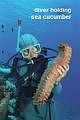 diver holding a sea cucumber Thelenota ananas
