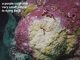 dying purple coral