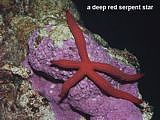 red serpent star. Leiaster speciosus