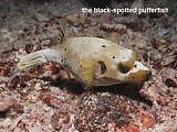 black-spotted pufferfish  Arothron nigropunctatus