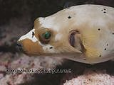 black-spotted pufferfish. Arothron nigropunctatus