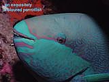 parrotfish