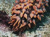 armoured sea cucumber, Thelenota ananas