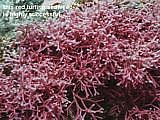 this red turfing seaweed