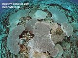 healthy coral at 25m near Matavai