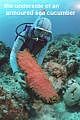 underside of an armoured sea cucumber