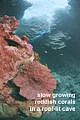 slow growing reddish corals Montipora sp.