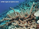 antler type acropora coral
