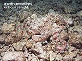 well-camouflaged octopus