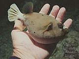 pufferfish  Arothron nigropunctatus