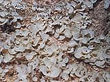 white mushroom seaweed around Alofi