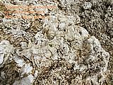 ancient corals exposed in solid limestone rock
