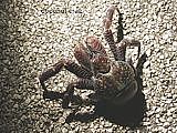 coconut crab - Birgus latro