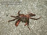 dead red land crab Discoplax longipes