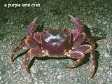 purple land crab  Geograpsus grayi