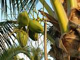 new coconuts
