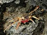 weak-shelled shore crab moult