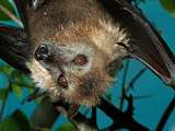 young male fruit bat.