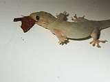 a gecko flees with its prey