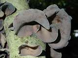 large fungi