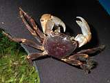 land crab (Geograpsus grayi)