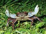 male land crab brandishing its nippers (Geograpsus grayi)
